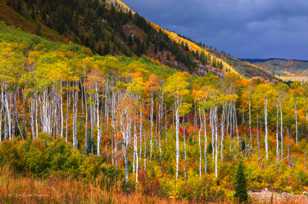 Aspen forest-1807